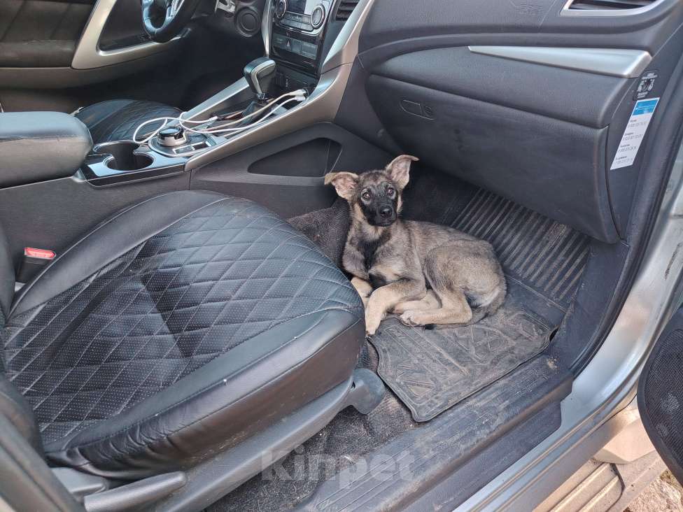 Собаки в Москве: Щенок-мальчик ищет дом Мальчик, Бесплатно - фото 4