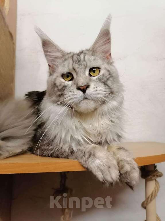 Кошки в Суздале: Кот Мейн-кун серебрянный ласкун, 7 000 руб. - фото 1