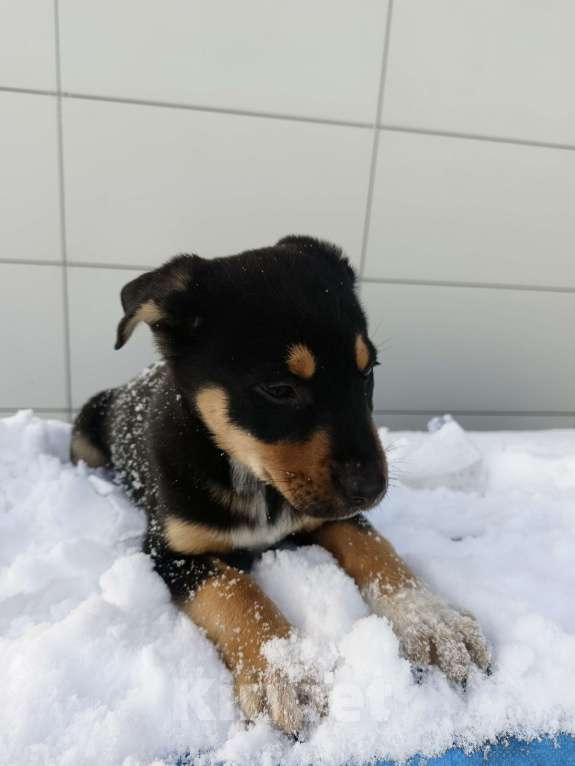 Собаки в других городах Ленинградской области: Щенок триколор  Мальчик, Бесплатно - фото 3