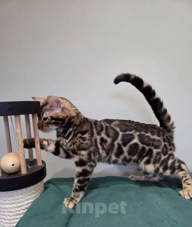 Кошки в Москве: Бенгальский котёнок  Девочка, Бесплатно - фото 4