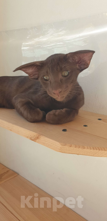 Кошки в Новосибирске: Ориентал  Мальчик, Бесплатно - фото 2