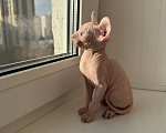 Кошки в Самаре: Сфинкс эльф Мальчик, Бесплатно - фото 6
