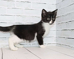 Кошки в Люберцах: котята в добрые руки Девочка, Бесплатно - фото 6