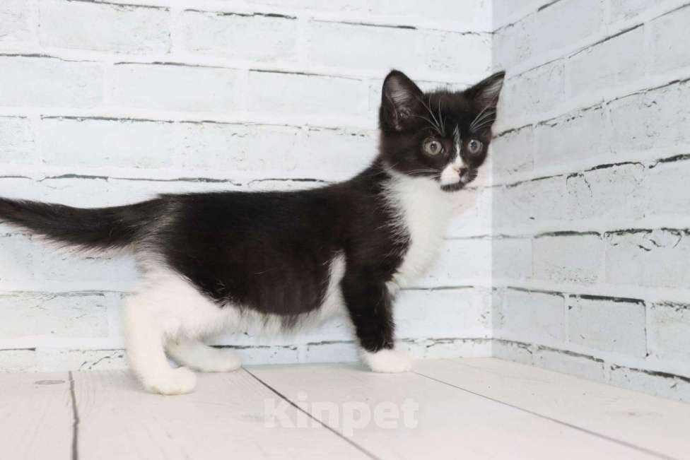 Кошки в Люберцах: котята в добрые руки Девочка, Бесплатно - фото 6
