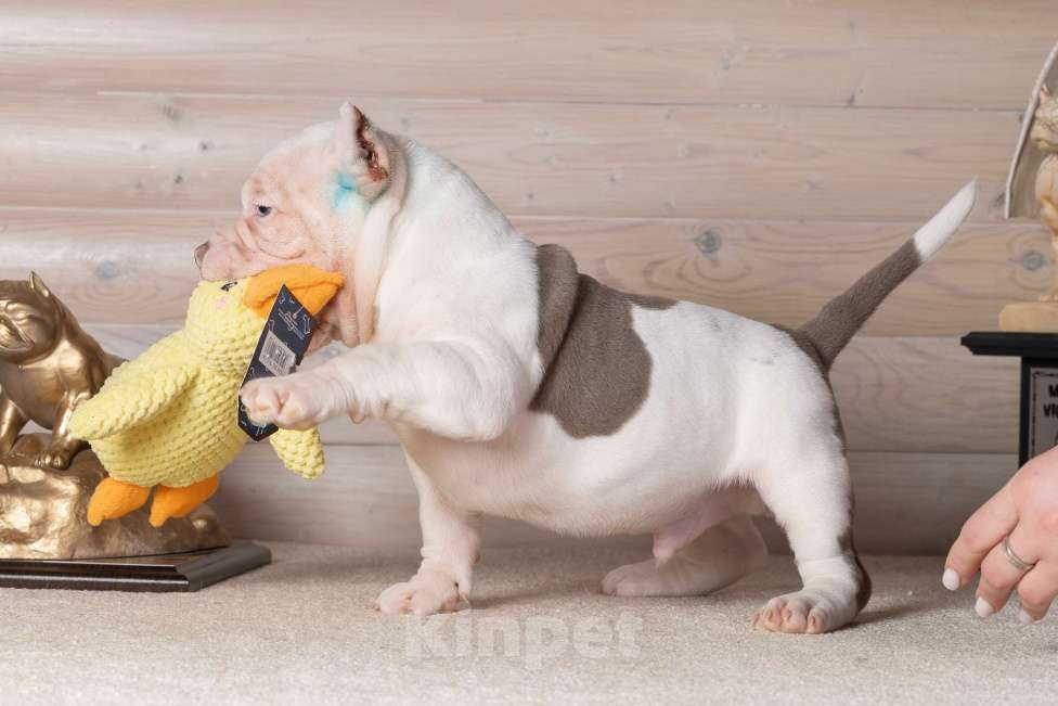 Собаки в Королеве: Американский булли Мальчик, 90 000 руб. - фото 3