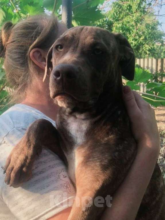 Собаки в Шахте: Питбуль девочки  Девочка, 20 000 руб. - фото 3
