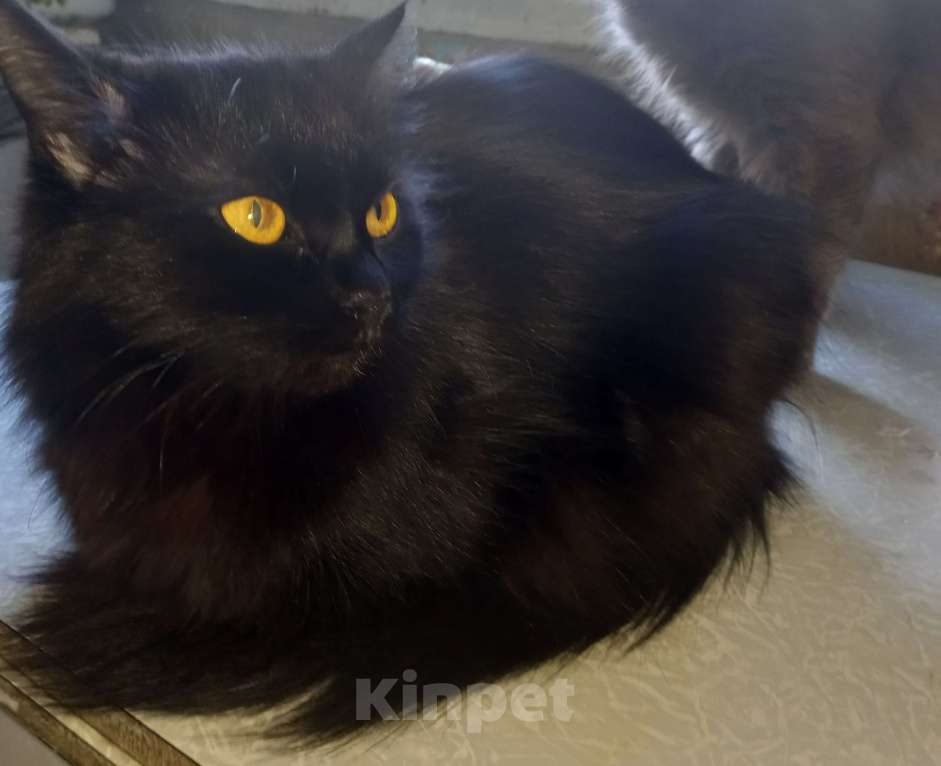 Кошки в Москве: 💝 МАЛИНКА – Ласковая кошечка ( родилась дома ) –  в  заботливую  семью Девочка, 400 руб. - фото 3