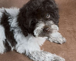 Собаки в Москве: Микс пуделя f2 девочка. Девочка, Бесплатно - фото 3