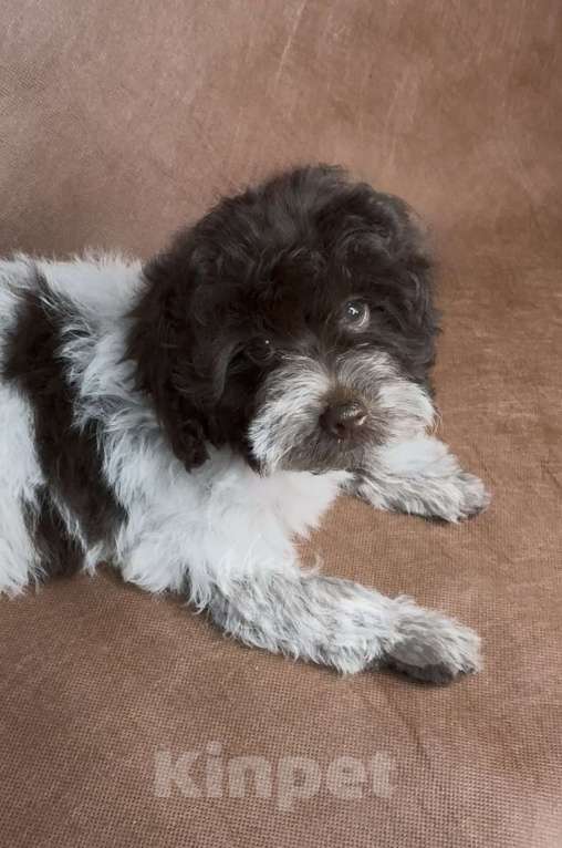 Собаки в Москве: Микс пуделя f2 девочка. Девочка, Бесплатно - фото 3