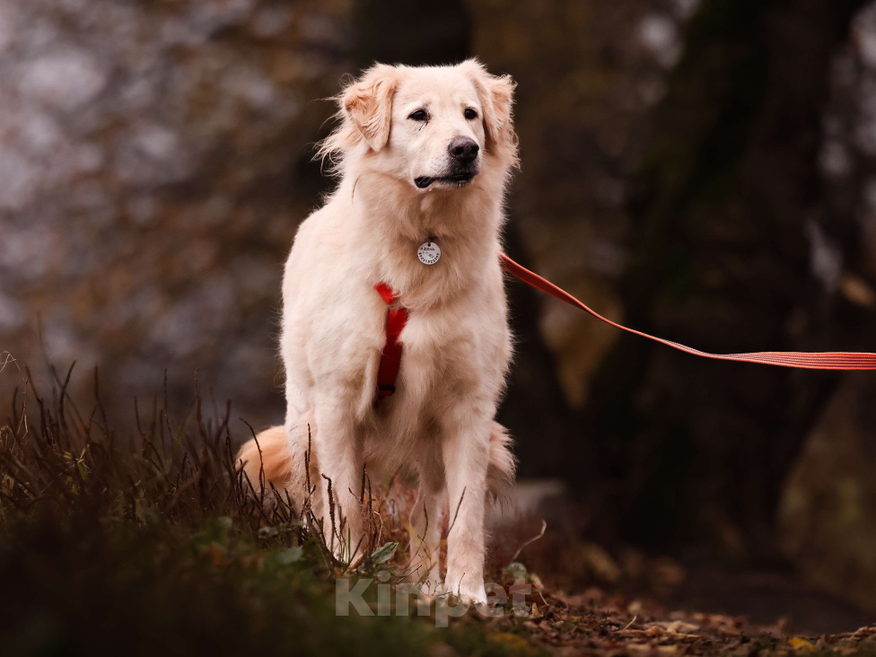Собаки в Москве: Золотистый ретривер в добрые руки Девочка, Бесплатно - фото 9