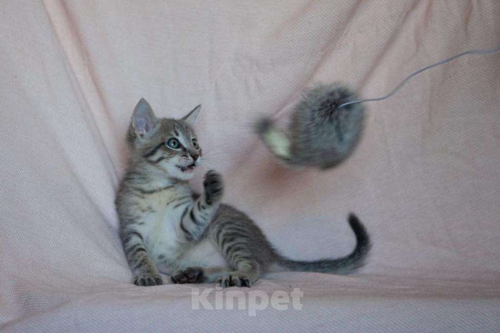 Кошки в Москве: Маленькая Леди - котенок, 2 месяца Девочка, 1 руб. - фото 3