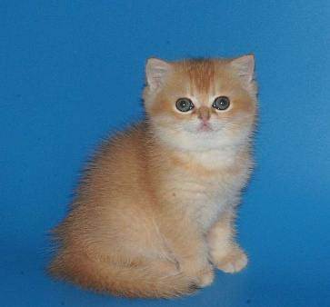 Золотая шиншилла