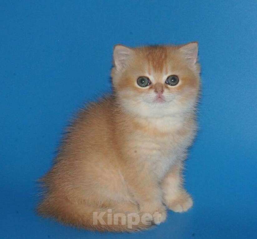Кошки в Москве: Золотая шиншилла Мальчик, 40 000 руб. - фото 1