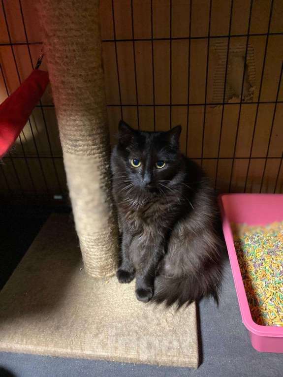 Кошки в Москве: Тучка кошечка ищет дом Девочка, Бесплатно - фото 4