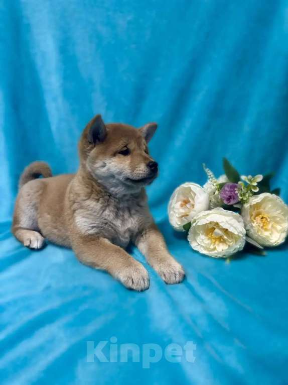 Собаки в Электрогорске: Щенки Сиба Ину Мальчик, 45 000 руб. - фото 8