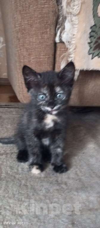 Кошки в Новочеркасске: Отдам котят бесплатно Девочка, Бесплатно - фото 6