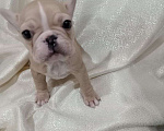 Собаки в Иркутске: Кремовая девочка  Девочка, 35 000 руб. - фото 2