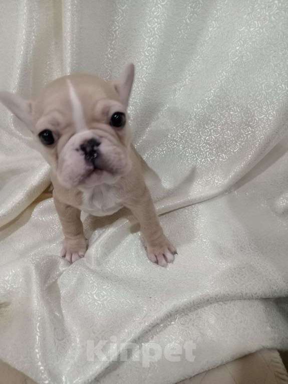Собаки в Иркутске: Кремовая девочка  Девочка, 35 000 руб. - фото 2