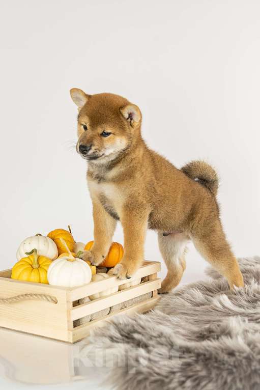 Собаки в Барнауле: Малыш Сиба Ину Мальчик, 100 000 руб. - фото 3