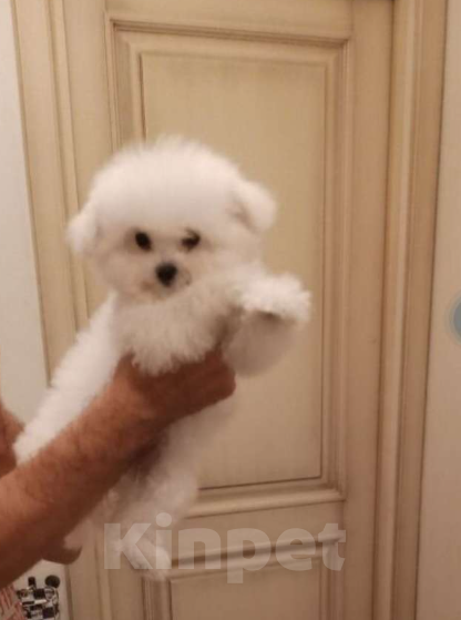 Собаки в Москве: Бишон-фризе, Китай  Девочка, 135 000 руб. - фото 6