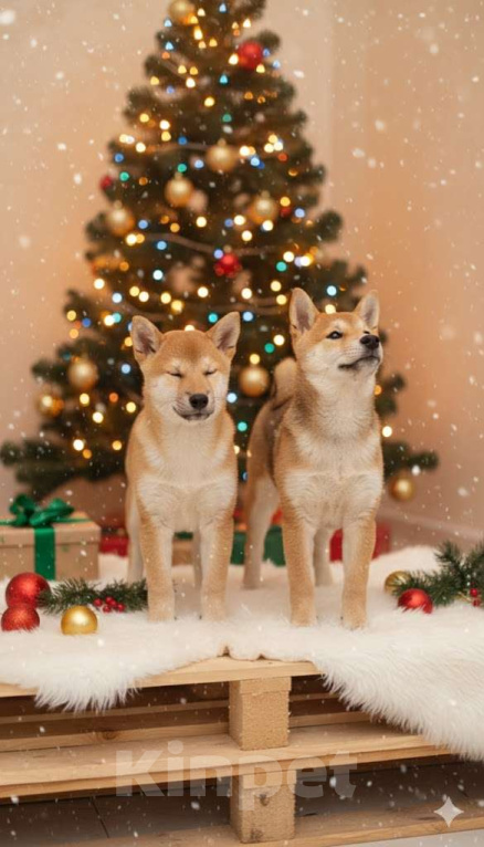 Собаки в Челябинске: Щенки сиба-ину РКФ  Девочка, 45 000 руб. - фото 1