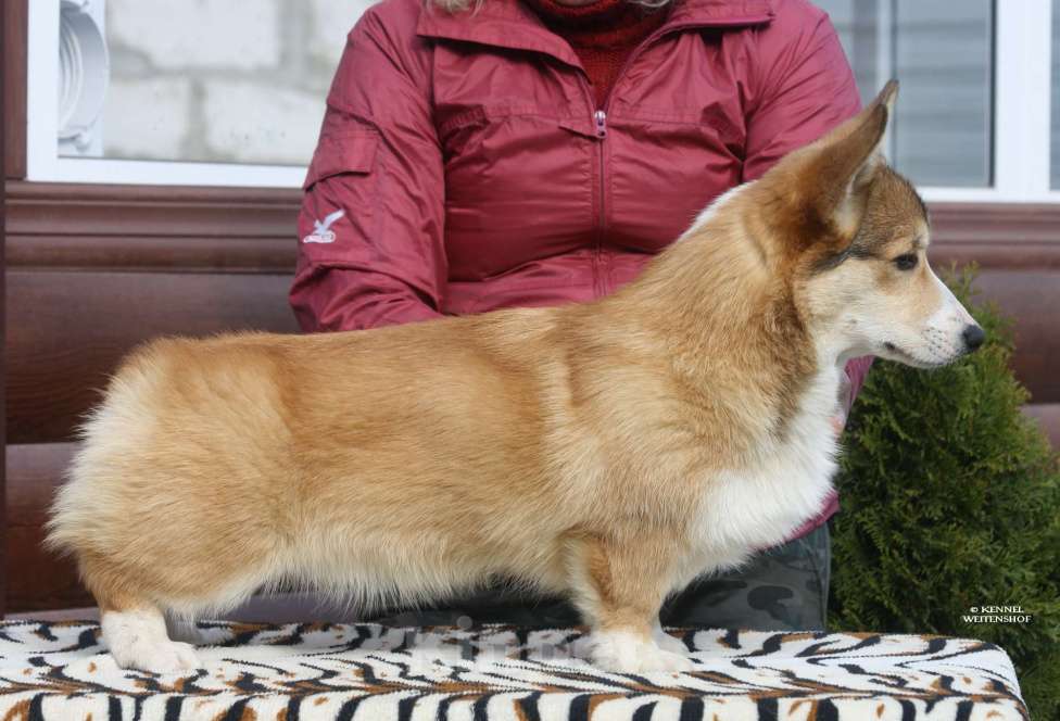 Собаки в Москве: Щенок вельш корги мальчик. Мальчик, 40 000 руб. - фото 2