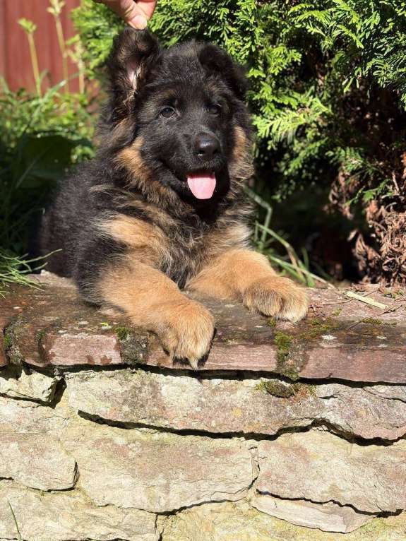 Собаки в Санкт-Петербурге: Щенки немецкой овчарки  Девочка, 70 000 руб. - фото 2