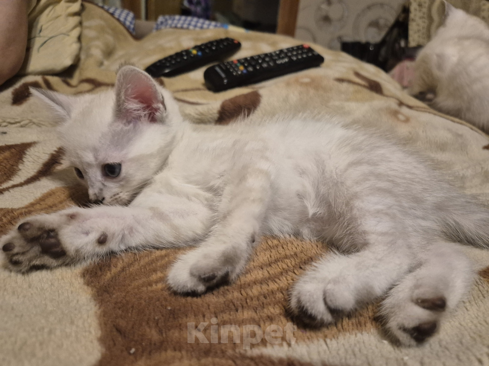 Кошки в Дедовске: Котята ,мальчики ,в добрые руки Мальчик, Бесплатно - фото 6