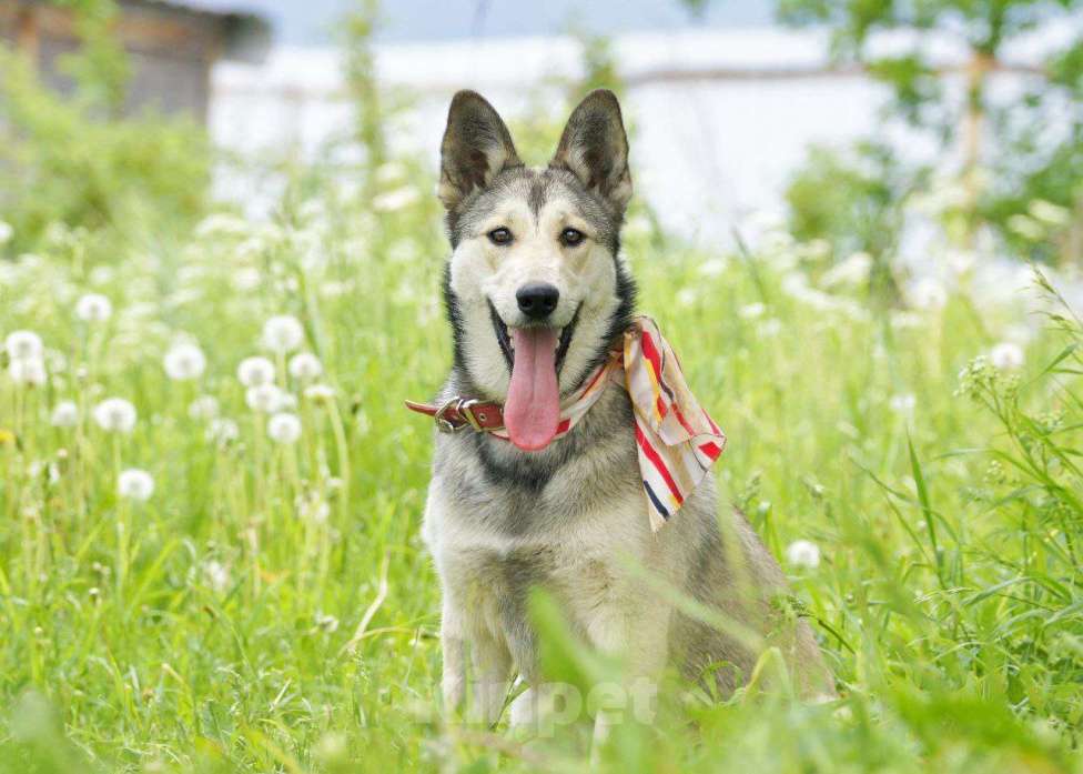 Собаки в Москве: Очень добрая и ласковая молодая собачка Лана ищет дом Девочка, 1 руб. - фото 3