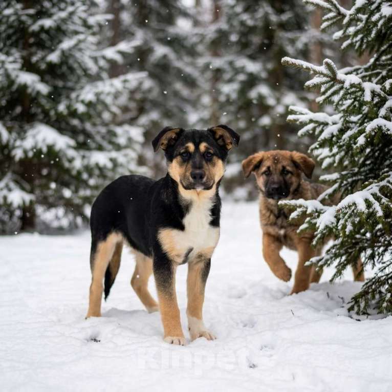 Собаки в Москве: щенок Ника в добрые руки Девочка, Бесплатно - фото 6