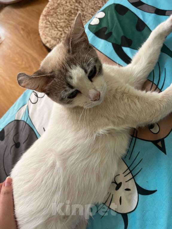 Кошки в других городах Московской области: Голубоглазая девочка Девочка, Бесплатно - фото 5