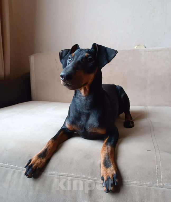 Собаки в Москве: Манчестерский терьер щенки  Мальчик, Бесплатно - фото 3