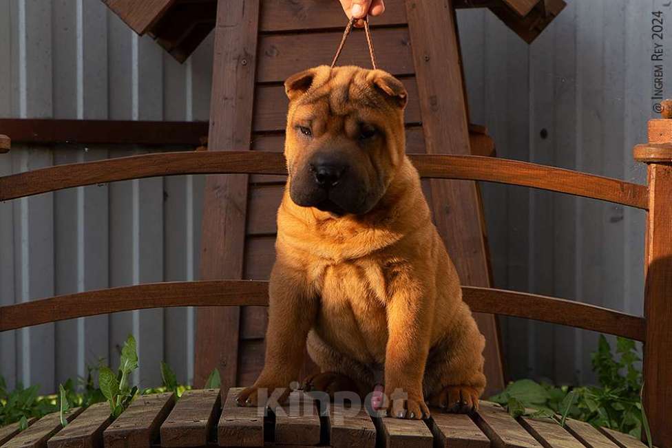 Собаки в Москве: Щенок шарпея Нэш Мальчик, 19 000 руб. - фото 2