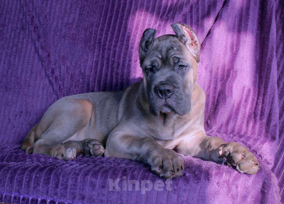 Собаки в Череповце: Девочки кане корсо Девочка, 60 000 руб. - фото 8