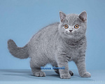 Кошки в Москве: Потрясающий британский малыш классического голубого окраса Мальчик, 50 000 руб. - фото 3