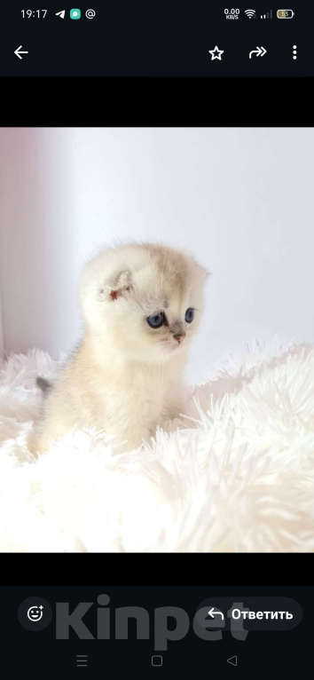 Кошки в Краснодаре: Продаю котят шотландской серебряной  шиншиллы Мальчик, 35 000 руб. - фото 6