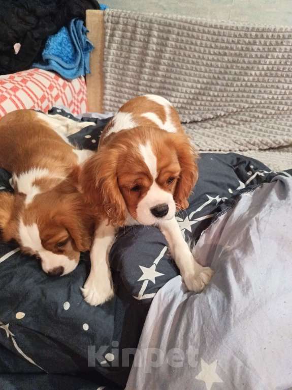 Собаки в Санкт-Петербурге: Продаётся девочка 4месяца Девочка, Бесплатно - фото 9