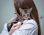 Кошки в Москве: Котёнок в добрые руки Мальчик, 1 руб. - фото 2