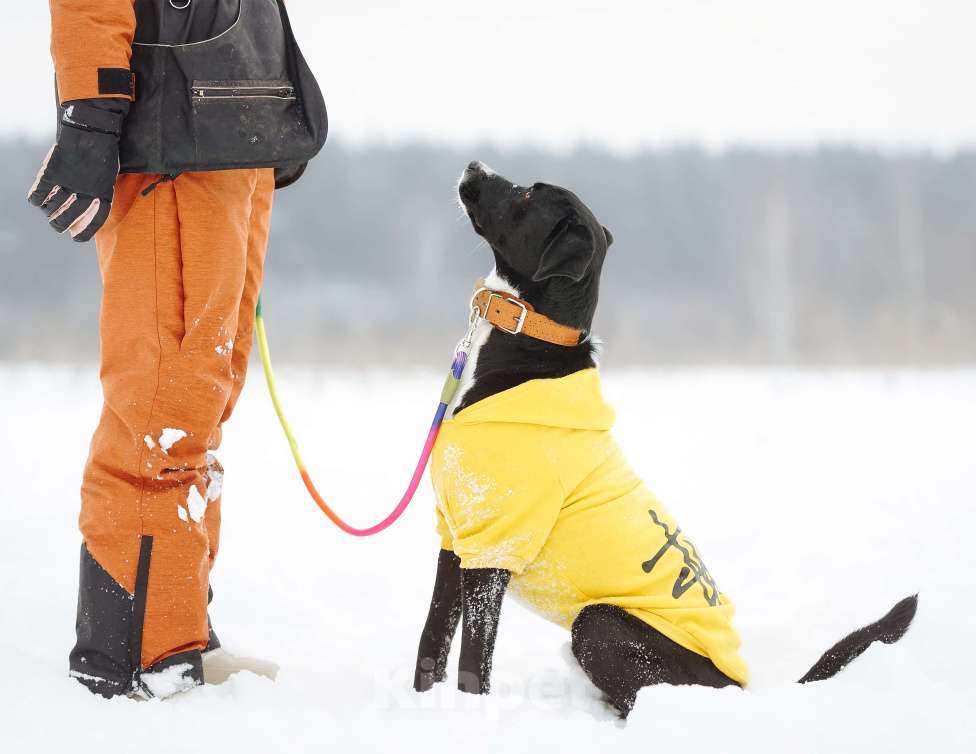 Собаки в Ореховом-Зуево: Агат в надёжные руки Мальчик, Бесплатно - фото 7