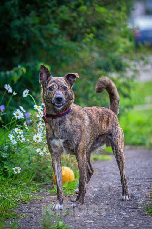Собаки в Москве: Крошечный Венечка в добрые руки Мальчик, 1 руб. - фото 3