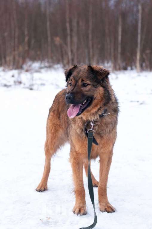 Собаки в Ногинске: Рыже-лохматое солнышко Нильс ищет дом Мальчик, Бесплатно - фото 1