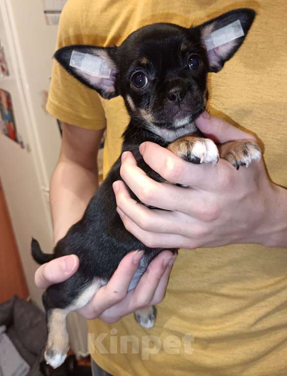 Собаки в Москве: Чихуахуа девочка к/ш, щенок Девочка, 25 000 руб. - фото 2