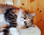 Кошки в Подольске: Кошка Даша  Девочка, Бесплатно - фото 3