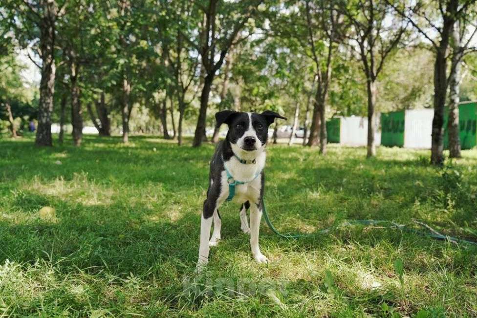 Собаки в Москве: Чаплин Мальчик, Бесплатно - фото 3