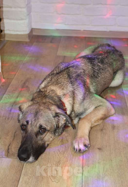 Собаки в Балашихе: Ласковая молодая собака в добрые руки. Москва и МО Девочка, Бесплатно - фото 5