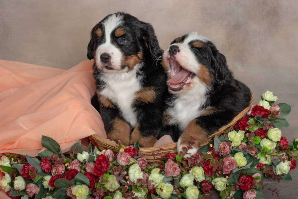 Собаки в Домодедово: Щенки бернский зенненхунд девочки Девочка, Бесплатно - фото 3