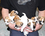 Собаки в Челябинске: Щенки Джек Рассел терьера Мальчик, Бесплатно - фото 2