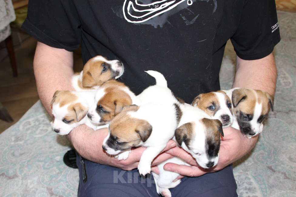 Собаки в Челябинске: Щенки Джек Рассел терьера Мальчик, Бесплатно - фото 2