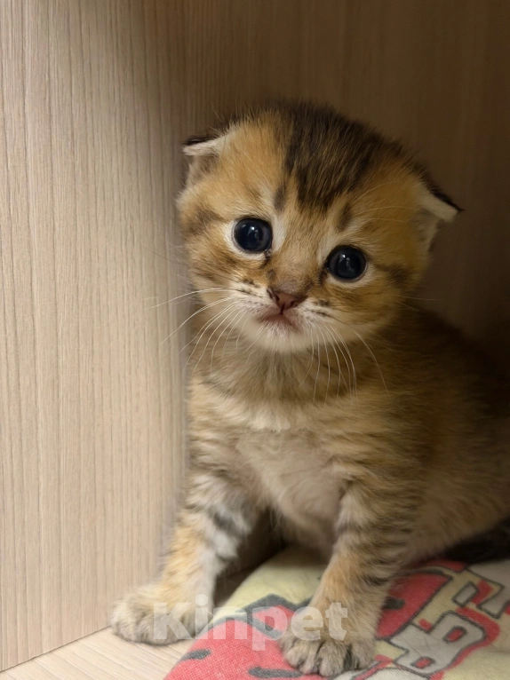 Кошки в Мичуринске: котята шиншильные Разнополые, 4 999 руб. - фото 3