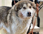 Собаки в Москве: Молодая домашняя собака Тали, аляскинский маламут ищет дом Девочка, Бесплатно - фото 2